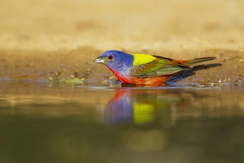 Painted Bunting (Passerina ciris)