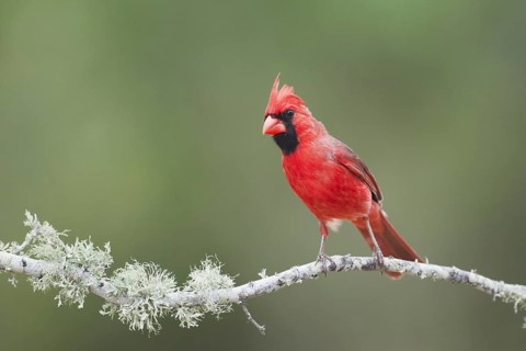 Northern Cardinal (Cardinalis cardinalis)