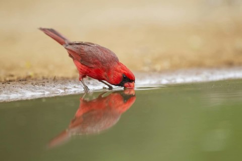 Northern Cardinal (Cardinalis cardinalis)