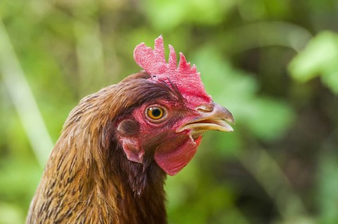 Domestic Chicken(Gallus gallus domesticus)