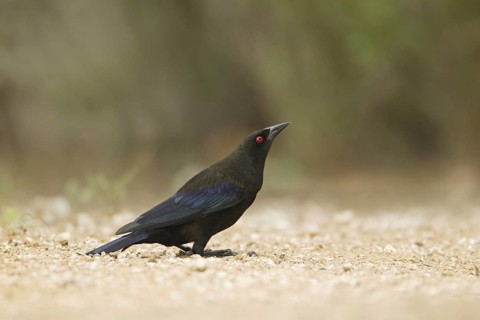 Bronzed Cowbird (Molothrus aeneus)