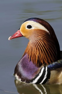Mandarin Duck (Aix galericulata)