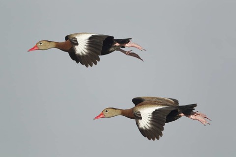 Red-billed Whistling-ducks (Dendrocygna autumnalis)