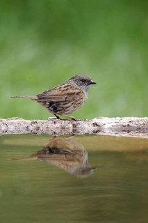 Dunnock (Prunella modularis)