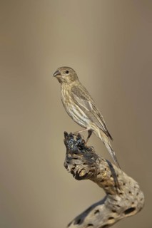 House Finch (Carpodacus mexicanus)