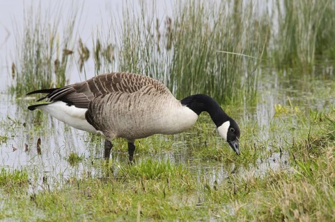 Canada Goose (Branta canadensis)
