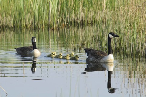 Canada Goose (Branta canadensis)
