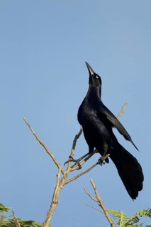Great-tailed Grackle (Quiscalus mexicanus)