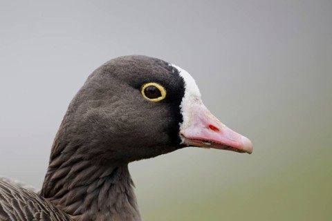Lesser White-fronted Goose (Anser erythropus) adult