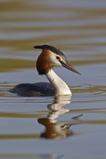 Great Crested Grebe (Podiceps cristatus)