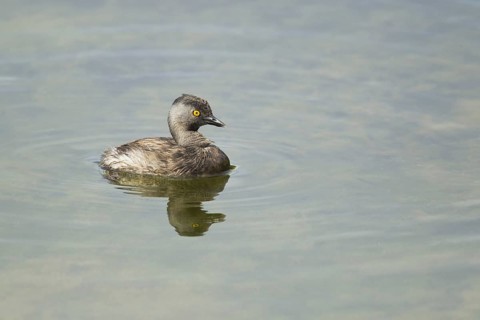 Least Grebe (Tachybaptus dominicus)