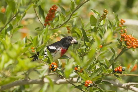 Rose-breasted Grosbeak (Pheucticus ludovicianus)