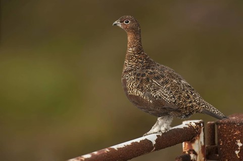 Red Grouse (Lagopus lagopus scoticus)