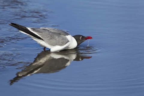 Laughing Gull (Larus atricilla)