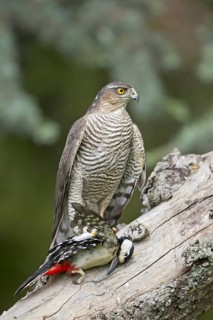 Eurasian Sparrowhawk (Accipiter nisus)