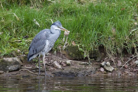 Grey Heron (Ardea cinerea)