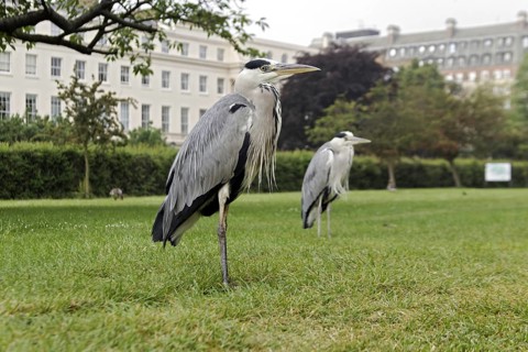 Grey Heron (Ardea cinerea)