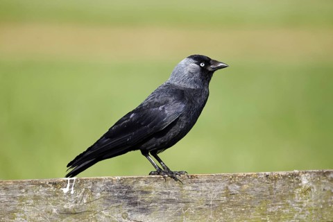 Jackdaw (Corvus monedula)