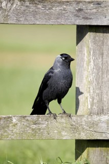 Jackdaw (Corvus monedula)