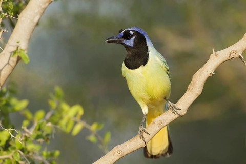 Green Jay (Cyanocorax yncas)