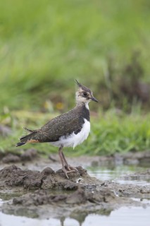 Northern Lapwing (Vanellus vanellus)