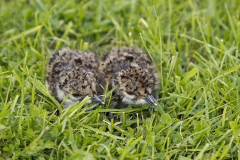 Northern Lapwing (Vanellus vanellus)