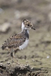 Northern Lapwing (Vanellus vanellus)
