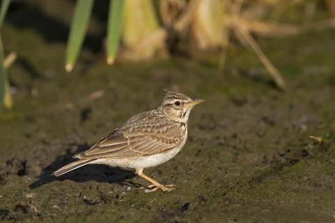Crested Lark (Galerida cristata)