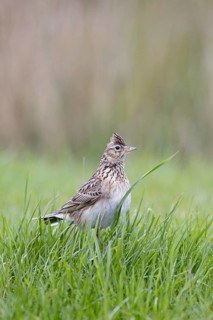Skylark (Alauda arvensis)