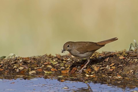 Common Nightingale (Luscinia megarhynchos)