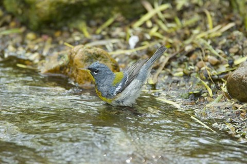 Northern Parula (Parula americana)