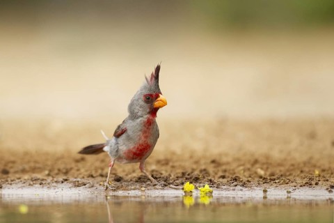 Pyrrhuloxia (Cardinalis sinuatus)