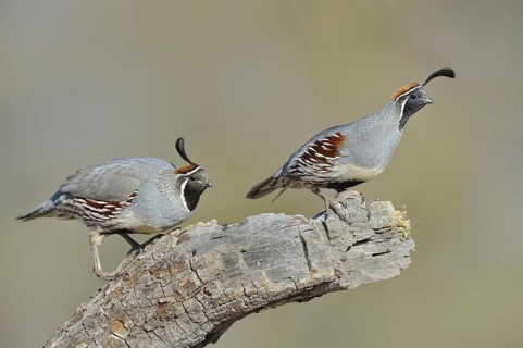 Gambel's Quail (Callipepla gambelii)
