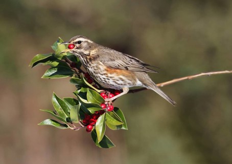Redwing (Turdus iliacus)