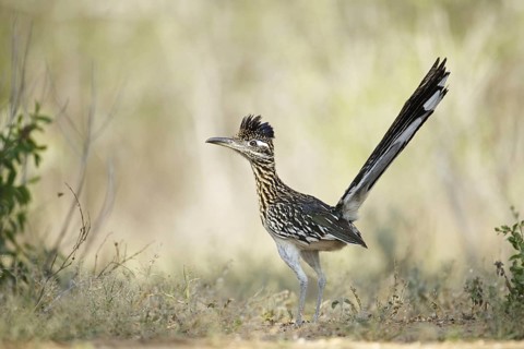 Greater Roadrunner (Geococcyx californianus)