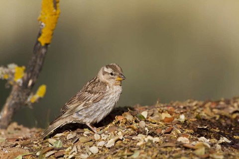 Rock Sparrow (Petronia petronia)