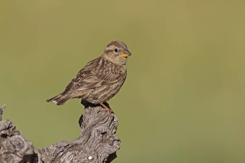 Rock Sparrow (Petronia petronia)