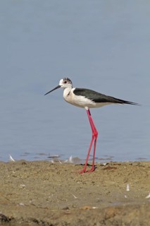 Black-winged Stilt (Himantopus himantopus)