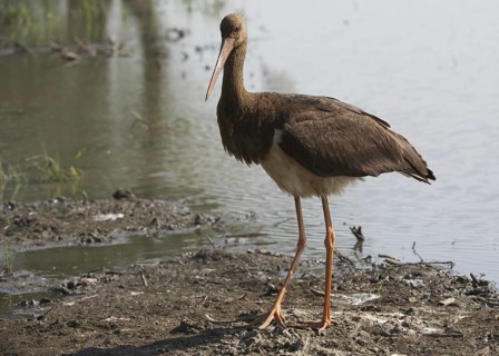 Black Stork (Ciconia nigra)
