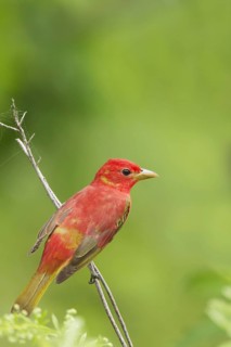Summer Tanager (Piranga rubra)