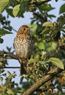 Song Thrush (Turdus philomelos philomelos)
