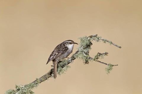 Short-toed Treecreeper (Certhia brachydactyla)