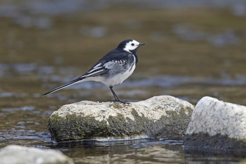 Pied Wagtail (Motacilla alba yarrellii)