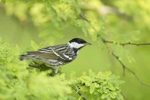 Blackpoll Warbler (Dendroica striata)