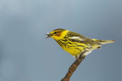 Cape May Warbler (Setophaga tigrina)