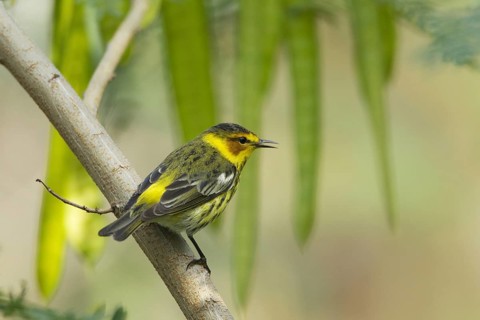 Cape May Warbler (Setophaga tigrina)