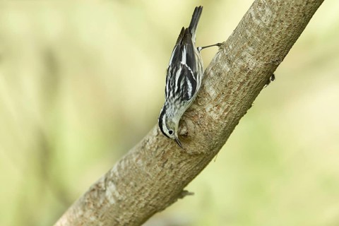 Black-and-white Warbler (Mniotilta varia)
