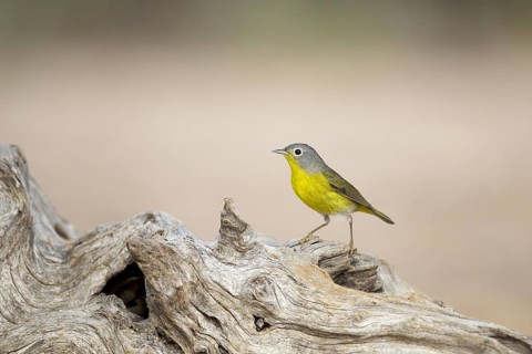 Nashville Warbler (Oreothlypis ruficapilla)