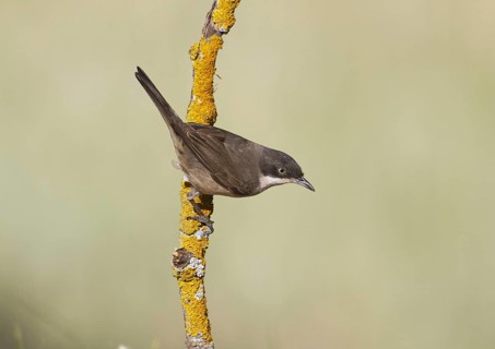 Orphean Warbler (Sylvia hortensis) adult
