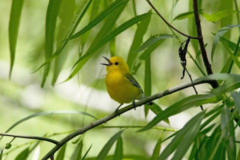 Prothonotary Warbler (Protonotaria citrea)